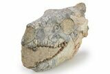 Gorgeous, Fossil Oreodont (Merycoidodon) Skull - South Dakota #249251-7